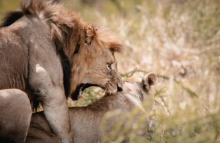 Two lions mating, Wilderness Magashi, Akagera National Park, Rwanda - Yellow Zebra Safaris