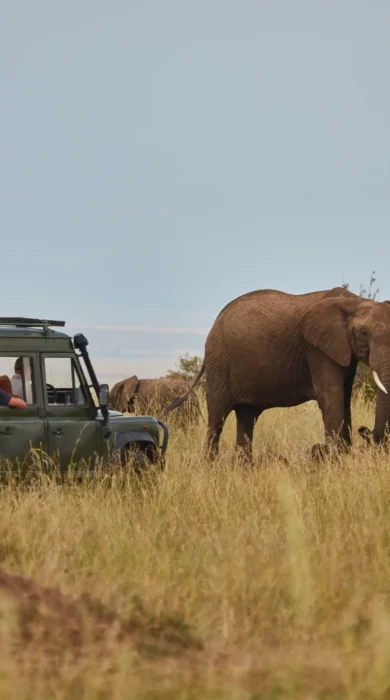spekes camp game drive kenya yellow zebra safaris