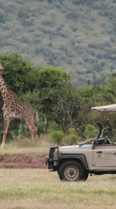 Game drives from camp