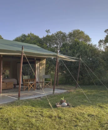 encounter mara room exterior kenya yellow zebra safaris