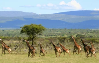 encounter mara game drive kenya yellow zebra safaris