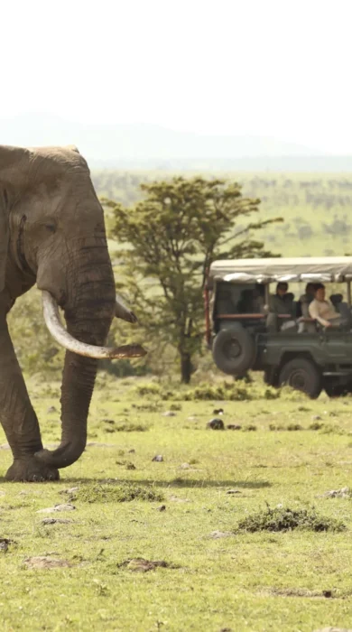 encounter mara elephant drive kenya yellow zebra safaris