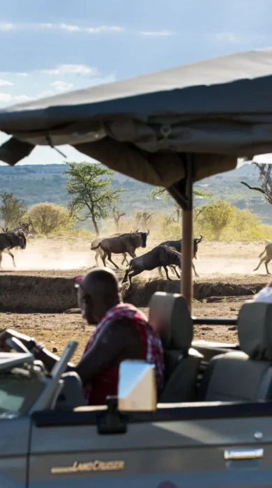 Game Drive, Greater Mara, Saruni Eagle View, Kenya