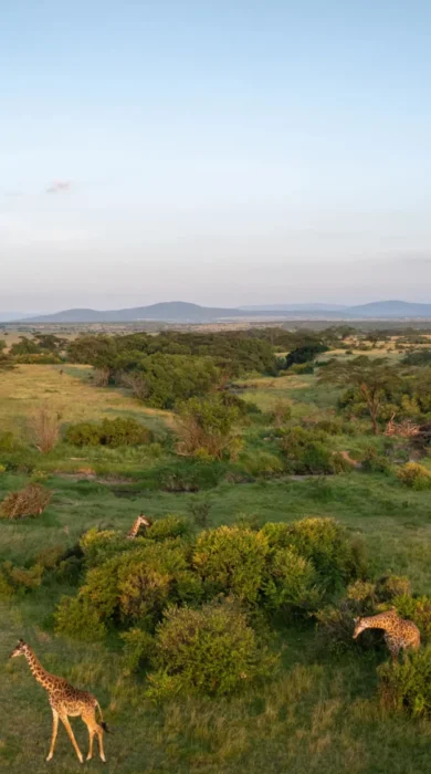 Wildlife, Greater Mara, Saruni Eagle View, Kenya