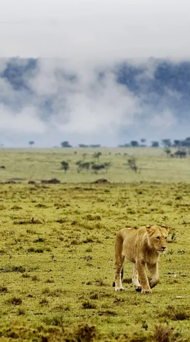 game drive lions karen blixen camp kenya yellow zebra safaris