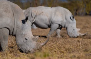 Rhino, Loldia House, Lake Naivasha, Lake Nakuru, Kenya