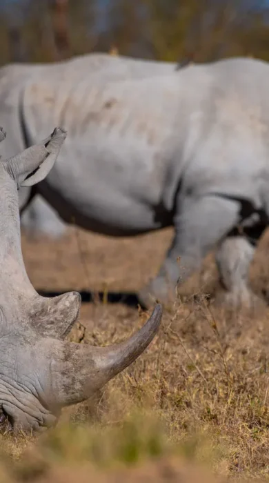 Rhino, Loldia House, Lake Naivasha, Lake Nakuru, Kenya