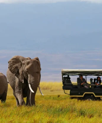 daily game drives