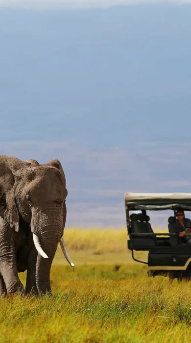 daily game drives