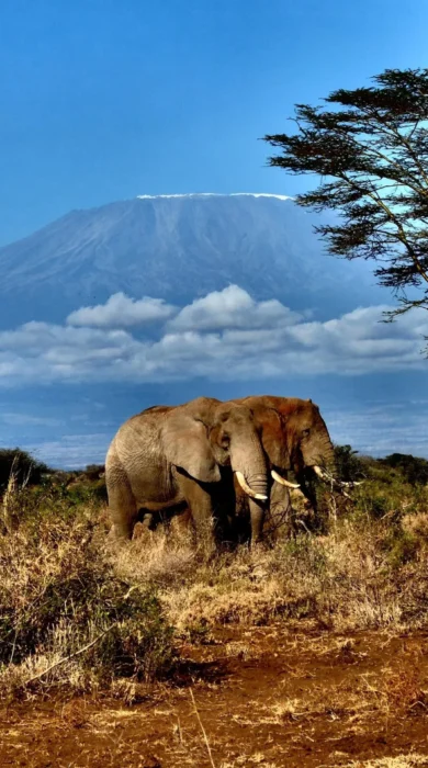 wildlife, campi ya kanzi, chyulu hills, kenya