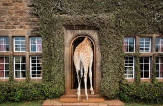 Giraffe, Giraffe Manor, Nairobi, Kenya
