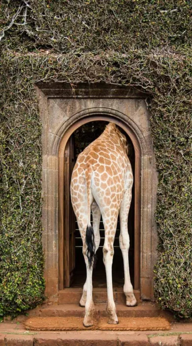 Giraffe, Giraffe Manor, Nairobi, Kenya