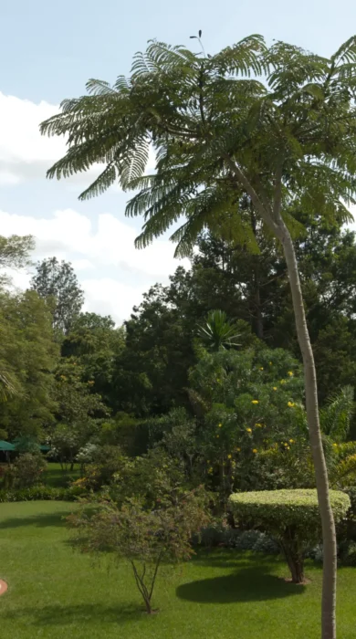 House of Waine Garden and Pool