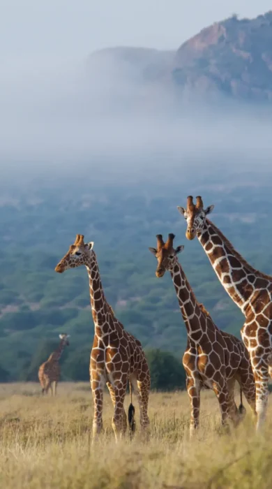 karisia walking safaris giraffe yellow zebra safaris