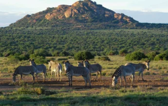 karisia tumaren camp zebras yellow zebra safaris