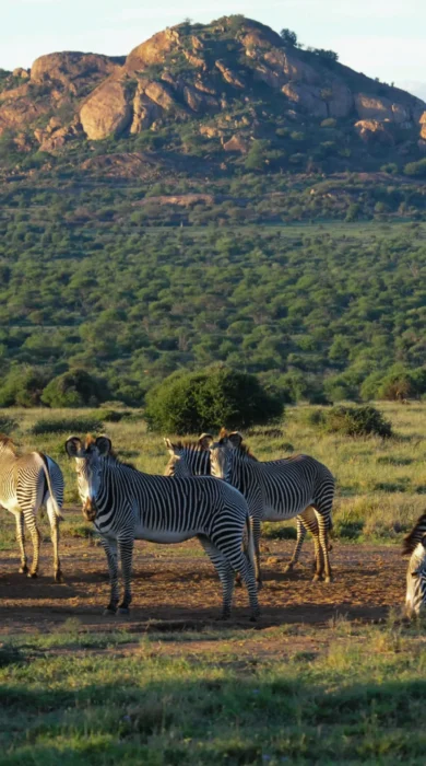 karisia tumaren camp zebras yellow zebra safaris