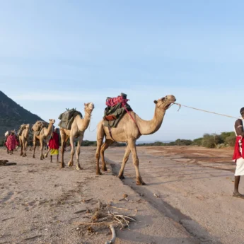 karisia tumaren camp camels yellow zebra safaris