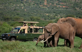 Safari Game Drive