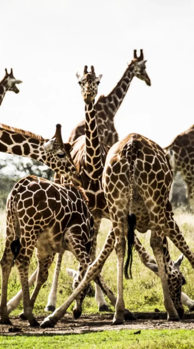 Giraffs