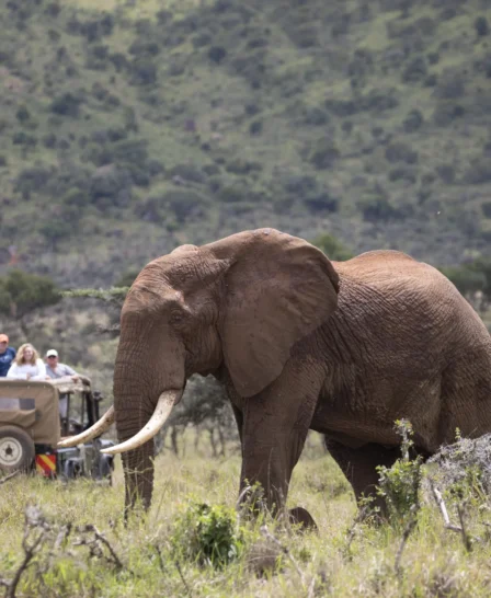 enasoit game drive elephant kenya yellow zebra safaris