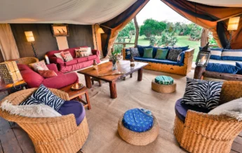 safari living area