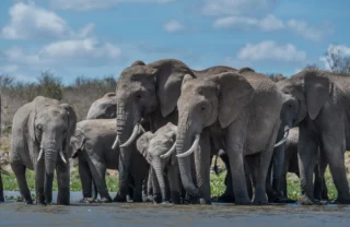Elephants, Ekorian Mugie, Laikipia, Kenya