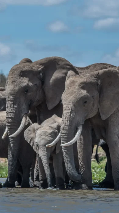 Elephants, Ekorian Mugie, Laikipia, Kenya