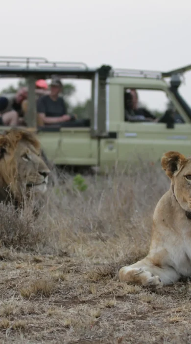 lions on safari