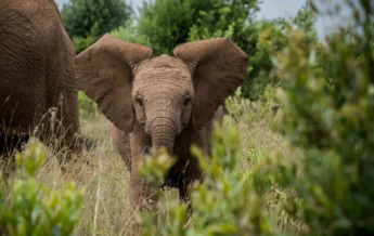Elephant, wildlife at Governors Mugie House, Kenya