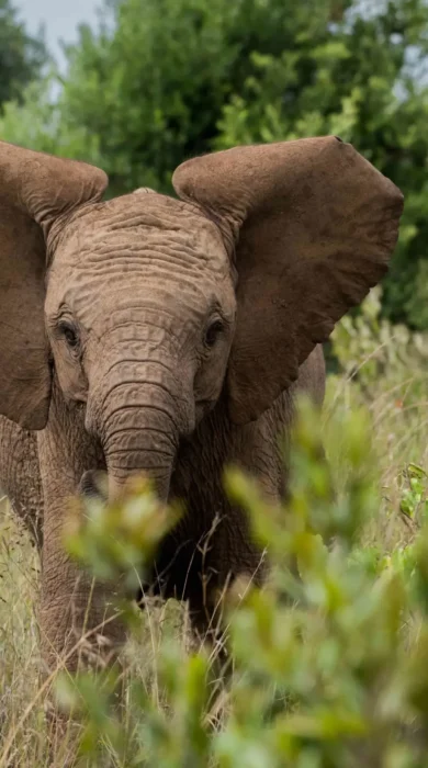 Elephant, wildlife at Governors Mugie House, Kenya