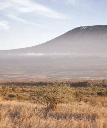 Kenya Elephant