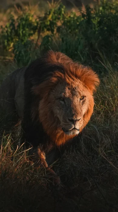 Lion, Lengishu, Lewa Borana Landscape, Kenya