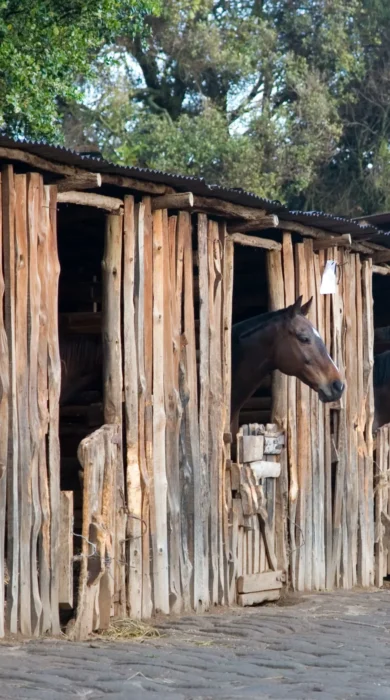 Offbeat Safaris Deloraine Stables