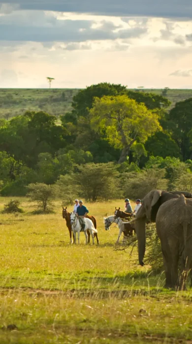 offbeat riding safaris elephant kenya yellow zebra safaris