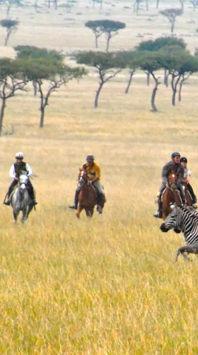 offbeat riding safaris zebra kenya yellow zebra safaris