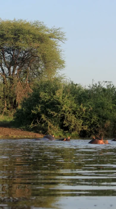 meru wilderness camp kenya game drive hippos yellow zebra safaris