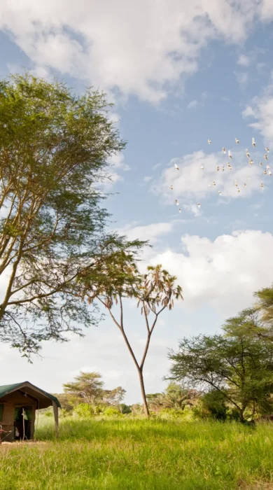 meru wilderness camp kenya tent view yellow zebra safaris