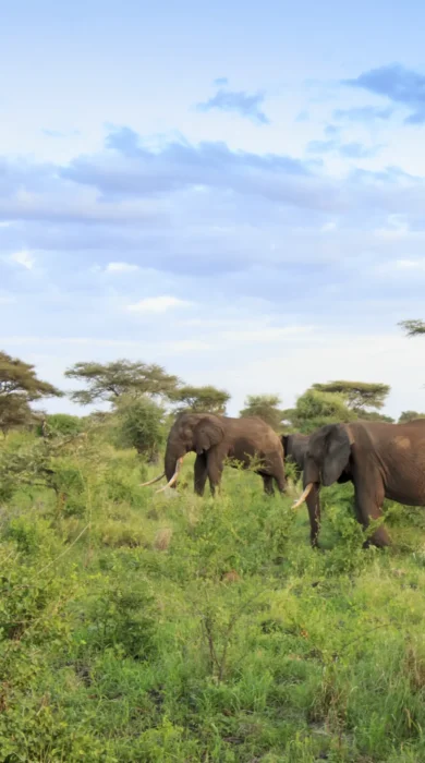 meru wilderness camp kenya elephants yellow zebra safaris
