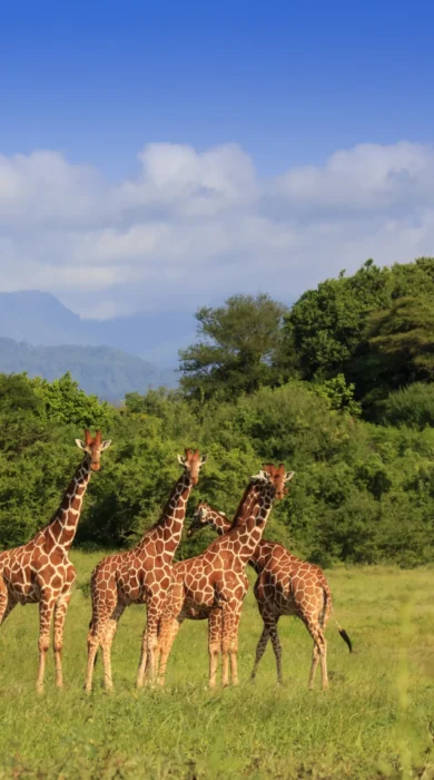 meru wilderness camp kenya giraffes yellow zebra safaris
