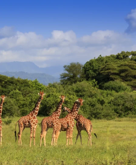 meru wilderness camp kenya giraffes yellow zebra safaris