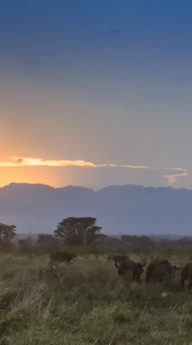 meru wilderness camp kenya buffalo sunset yellow zebra safaris
