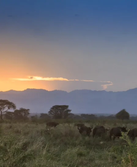 meru wilderness camp kenya buffalo sunset yellow zebra safaris