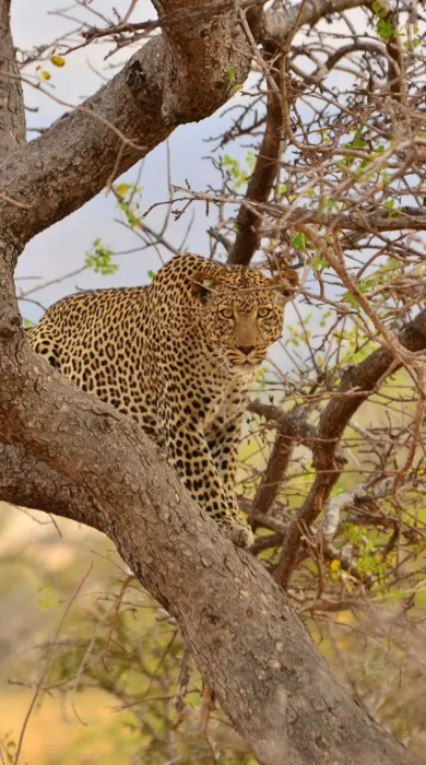 Wildlife safari at Chyulu Club, Kenya