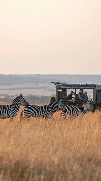 game drive, offbeat ndoto, maasai mara, kenya