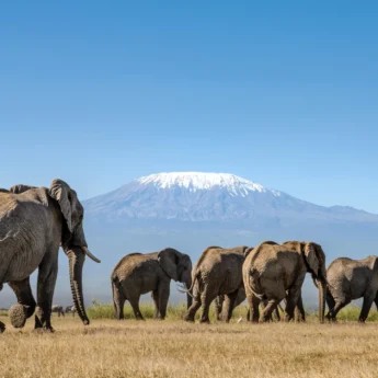 Elephants, Angama Amboseli, The Chyulu Hills, Kenya