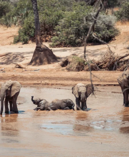 Elephants, Soroi Larsens, Samburu NR, Kenya