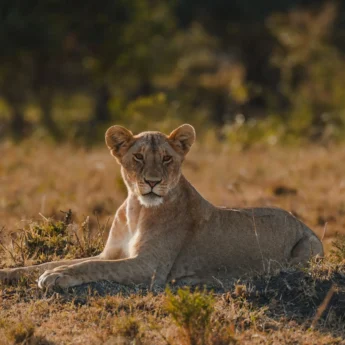 Lion, Roca River Camp, Maasai Mara, Kenya