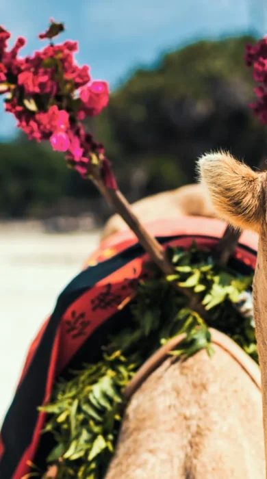 Camel rides