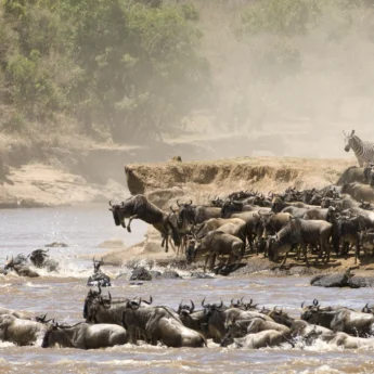 Wildebeest dive off the riverbank into the river in the background and more wildebeest swim in the foreground, Maasai Mara national reserve, Kenya - Yellow Zebra Safari