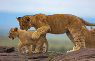 Lion and cub, Maasai Mara National Park, Kenya